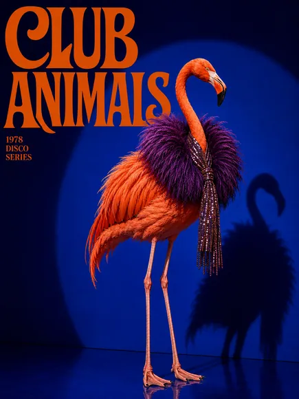 Animals After Dark — slide 2