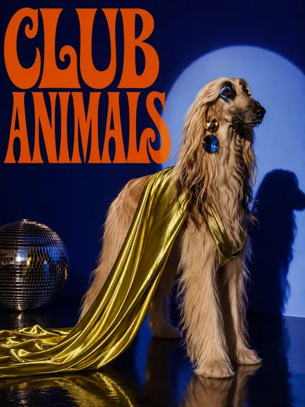 Animals After Dark — slide 4